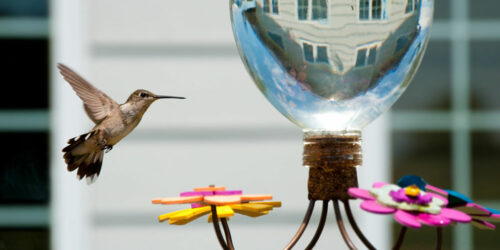 Hummingbird Feeders – Types, Top Options, and Tips