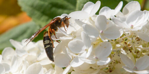6 Ways to Get Rid of Cicadas from One’s Property
