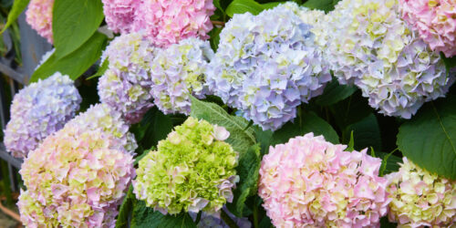 The Best Fertilizer for Hydrangeas – A Comprehensive Guide