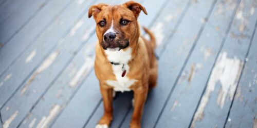 A guide to choose the right food for your puppy