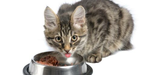 A guide to buy the perfect dry cat food