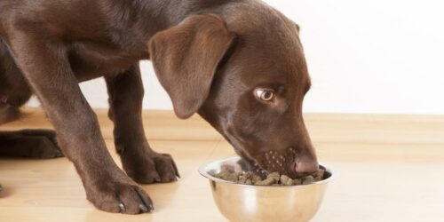 Best hypoallergenic dog food for every budget