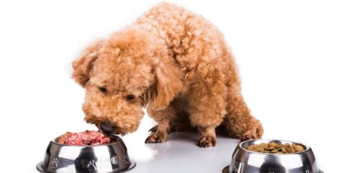 Can a dog have a sensitive stomach – Can choosing the right food help