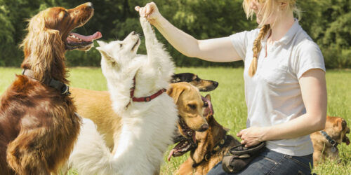 Here’s how house pets and domestic animals differ