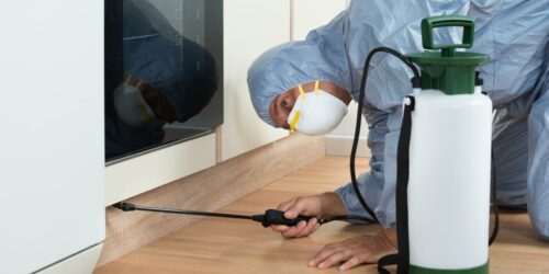 How to prevent bedbug infestation with sprays
