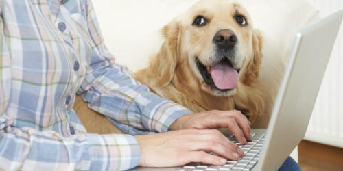 The Meaning Of A Pet Insurance Waiting Period
