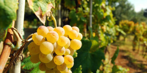 Overactive Bladder – It Effective Symptoms and Home Remedies