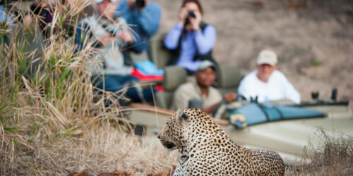 Factors to consider while choosing the best travel agency for an African safari