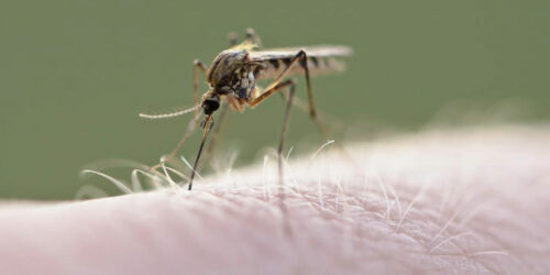 Got an insect bite? Here’s how you can identify it