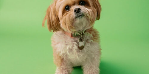 7 Things to Consider When Buying Yorkie Puppies