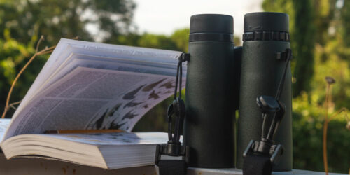 Bird Identification – Top Tools, Tips, and Benefits