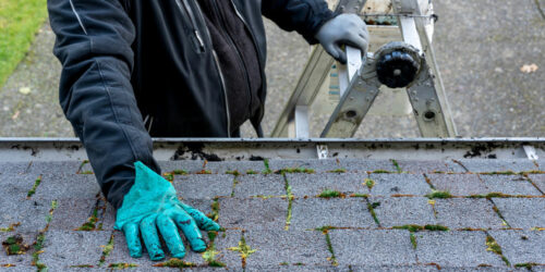 Easy DIY Roof Moss Killers to Try Today